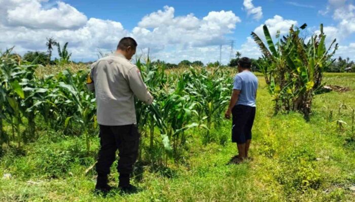 Dukung Ketahanan Pangan, Bhabin Labuapi Ajak Petani Jagung Jual ke Bulog