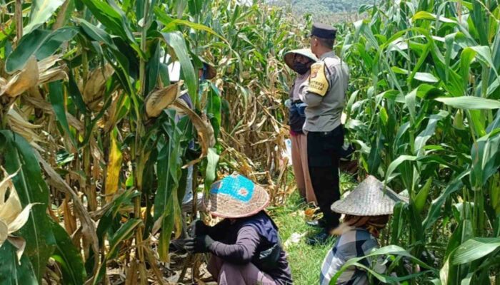 Bhabinkamtibmas Lombok Barat Motivasi Petani di Sawah