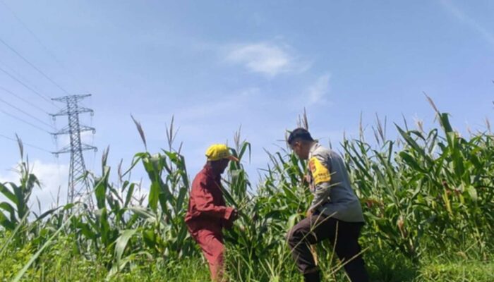 Bhabinkamtibmas Kuranji Dalang Motivasi Petani Lokal