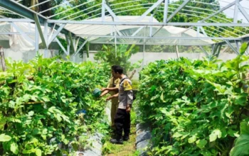 Inovasi Greenhouse Desa Bengkel: Solusi Pangan di Lahan Terbatas