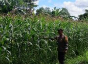 Polri Dampingi Petani Jagung Karang Bongkot Lombok Barat