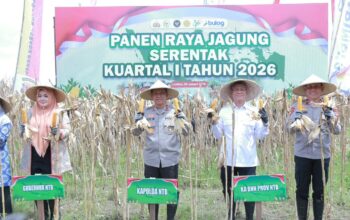 Kapolda NTB Hadiri Panen Raya Jagung Serentak Kuartal I 2026 di Lombok Barat