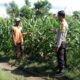 Bhabinkamtibmas Polsek Kilo Pantau Lahan Jagung Warga Dukung Ketahanan Pangan Menuju Indonesia Emas 2045
