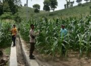 Satuan Reserse Narkoba Polres Dompu kembali menunjukkan komitmennya dalam memberantas peredaran gelap narkotika. Pada Selasa, 13 Januari 2026 sekitar pukul 20.30 Wita, Tim Opsnal Satresnarkoba Polres Dompu berhasil mengamankan dua orang perempuan terduga pelaku tindak pidana narkotika jenis sabu di sebuah home stay yang berlokasi di Desa Pekat, Kecamatan Pekat, Kabupaten Dompu, tepatnya di depan Kantor PLN (Persero) Rayon Dompu Sub Rayon Desa Pekat.  Penangkapan dan penggeledahan tersebut dipimpin langsung oleh Kasat Resnarkoba Polres Dompu IPTU Rahmadun Siswadi, S.H., berdasarkan informasi masyarakat yang menyebutkan bahwa lokasi tersebut kerap dijadikan tempat transaksi narkotika.  Adapun dua terduga pelaku yang diamankan yaitu:  -E (33), perempuan, alamat Dusun Mantika, Desa Nangakara, Kecamatan Pekat, Kabupaten Dompu.  -NR (33), perempuan, alamat Dusun Suka Muli, Desa Kadindi, Kecamatan Pekat, Kabupaten Dompu.  Kronologis Pengungkapan Kasus ini bermula dari laporan masyarakat pada Selasa, 13 Januari 2026, terkait dugaan aktivitas transaksi narkotika di wilayah Desa Pekat. Menindaklanjuti informasi tersebut, Kasat Resnarkoba Polres Dompu memerintahkan Tim Opsnal untuk melakukan penyelidikan dan pengumpulan bahan keterangan (pulbaket).  Sekitar pukul 20.00 Wita, tim berhasil memastikan keberadaan target di salah satu home stay di Desa Pekat. Operasi pengungkapan dipimpin oleh Kanit II Satresnarkoba Polres Dompu BRIPKA Iwan Setiawan selaku ketua tim. Dengan taktik masuk secara bertahap untuk menghindari kecurigaan, petugas berhasil mengamankan kedua terduga pelaku yang saat itu berada di dalam kamar home stay.  Dalam proses penggeledahan yang disaksikan oleh saksi umum dan saksi anggota, terduga pelaku mengakui menyimpan narkotika di dalam kamar. Barang bukti tersebut kemudian diperlihatkan dan diserahkan langsung oleh terduga kepada petugas.  Barang Bukti yang Diamankan Dari hasil penggeledahan, petugas berhasil mengamankan barang bukti berupa:  -9 (sembilan) klip gulung berisi narkotika jenis sabu dengan berat bruto 3,55 gram -1 buah tas warna coklat berisi tas kecil warna cream -1 buah tas warna biru -2 buah kaca -4 buah pipet yang telah dimodifikasi -1 buah korek gas yang dimodifikasi -2 buah tutupan botol yang dimodifikasi -1 buah bong -1 buah gunting -4 unit telepon genggam  Selanjutnya, sekitar pukul 00.30 Wita, tim membawa kedua terduga beserta seluruh barang bukti ke Mako Polres Dompu guna dilakukan penyidikan dan pengembangan lebih lanjut.  Pernyataan Kasat Resnarkoba Kasat Resnarkoba Polres Dompu IPTU Rahmadun Siswadi, S.H. menegaskan bahwa pengungkapan ini merupakan hasil kerja keras dan sinergi antara kepolisian dan masyarakat.  “Pengungkapan ini berawal dari informasi masyarakat yang kami tindaklanjuti secara cepat. Dari hasil penggeledahan, kami mengamankan narkotika jenis sabu seberat bruto 3,55 gram beserta alat-alat yang digunakan. Saat ini kedua terduga pelaku telah diamankan dan akan kami kembangkan untuk mengungkap jaringan serta sumber barang haram tersebut,” jelas IPTU Rahmadun.  Pasal yang Disangkakan Kedua terduga pelaku disangkakan Pasal 114 ayat (1) Undang-Undang Nomor 35 Tahun 2009 tentang Narkotika, juncto ketentuan penyesuaian pidana dalam UU Nomor 1 Tahun 2026, dengan ancaman pidana berat sesuai ketentuan hukum yang berlaku.  Tanggapan Kapolres Dompu Sementara itu, Kapolres Dompu AKBP Sodikin Fahrojin Nur, S.I.K. melalui Kasi Humas Polres Dompu IPTU I Nyoman Suardika menyampaikan apresiasi atas kinerja Satresnarkoba.  “Kapolres Dompu mengapresiasi keberhasilan Satresnarkoba dalam mengungkap kasus ini. Polres Dompu berkomitmen penuh untuk memberantas peredaran narkotika hingga ke akar-akarnya dan mengajak masyarakat terus berperan aktif memberikan informasi demi menyelamatkan generasi muda dari bahaya narkoba,” ujar IPTU Nyoman.  Saat ini, penyidik Satresnarkoba Polres Dompu masih melakukan pendalaman, gelar perkara, pemeriksaan saksi, serta pengembangan jaringan guna mengungkap asal-usul narkotika tersebut.