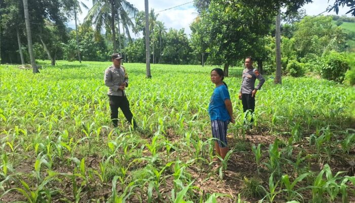 Dukung Asta Cita, Polsek Rhee Dampingi Petani Jagung dan Dorong Pemanfaatan Lahan Pekarangan