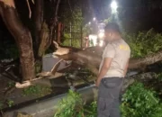 Cuaca Ekstrem di Lombok Barat, Polsek Batulayar Evakuasi Pohon Tumbang