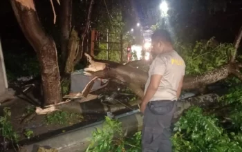 Pohon Tumbang di Batulayar, Polisi Gerak Cepat Sterilisasi Jalan