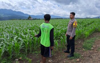 Dukung Kemandirian Pangan, Bhabinkamtibmas Desa Sampe Sosialisasikan Tanaman Hortikultura ke Petani
