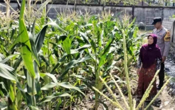 Bhabinkamtibmas Ubah Lahan Tidur Labuapi Jadi Kebun Produktif