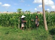 Bhabinkamtibmas Bagik Polak Barat Kawal Produktivitas Petani Lokal