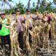 Kapolsek Suralaga Hadiri Panen Raya Jagung di Kerongkong, Dukung Ketahanan Pangan Nasional