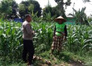 Aksi Bhabinkamtibmas Dampingi Petani Jagung di Bagik Polak Barat