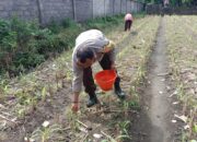 Strategi Polsek Labuapi Optimalkan Lahan Tidur di Jogot