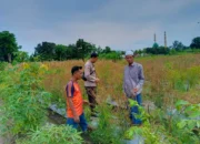 Inovasi Pekarangan Bergizi: Cara Desa Perampuan Perkuat Pangan Lokal