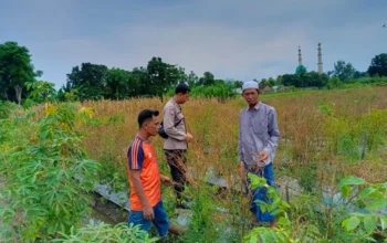 Inovasi Pekarangan Bergizi: Cara Desa Perampuan Perkuat Pangan Lokal