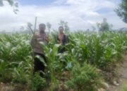 Bhabinkamtibmas Desa Beleka Monitor Lahan Pertanian di Gerung Pastikan Produktivitas