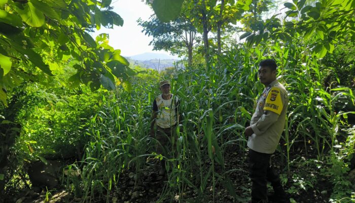 Dukung Ketahanan Pangan, Bhabinkamtibmas Desa Sangia Pantau Lahan Jagung Warga