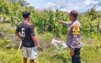 Bhabinkamtibmas Desa Dorokobo Pantau Lahan Jagung Warga, Dukung Ketahanan Pangan Menuju Indonesia Emas 2045