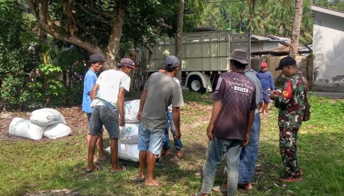 Jelang Ramadan, Babinsa Sandik Kawal Serapan Gabah Petani Batulayar