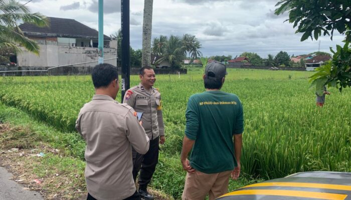 BHABINKAMTIBMAS DESA KESELET SAMBANGI LAHAN KETAHANAN PANGAN TANAMAN PADI