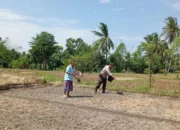 Aksi Bhabinkamtibmas Labuapi Dorong Produktivitas Petani Lokal