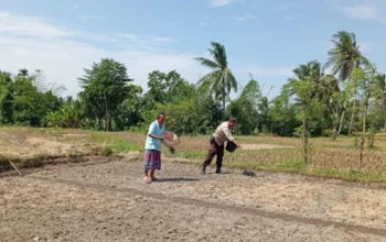 Aksi Bhabinkamtibmas Labuapi Dorong Produktivitas Petani Lokal