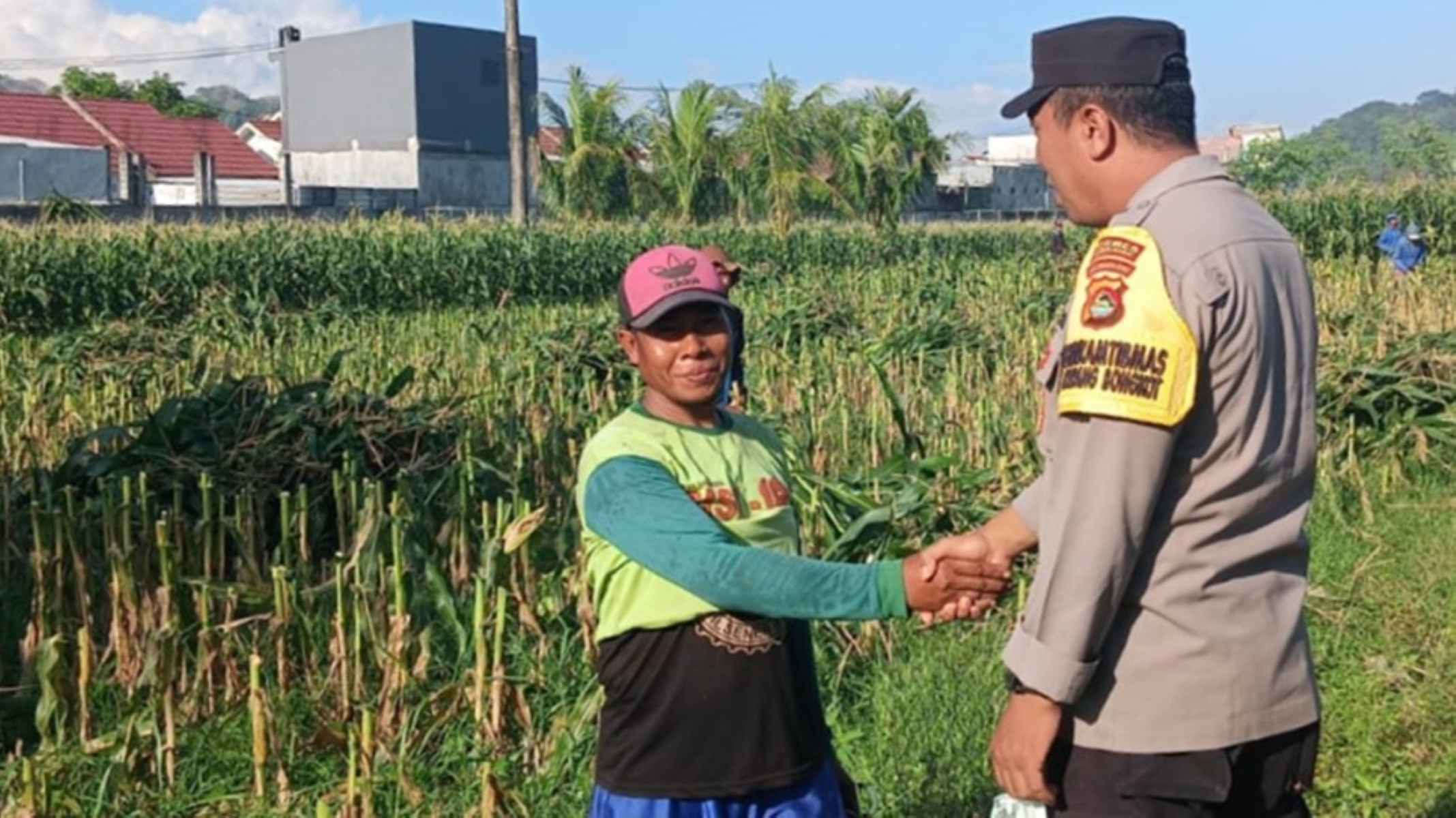 Bhabinkamtibmas Labuapi Kawal Optimalisasi Lahan Jagung di Lombok Barat