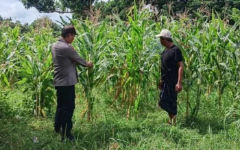Dukung Ketahanan Pangan, Bhabinkamtibmas Dampingi Petani Jagung
