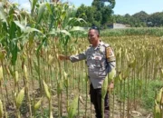 Polri Perkuat Ketahanan Pangan di Desa Merembu