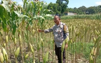 Polri Perkuat Ketahanan Pangan di Desa Merembu