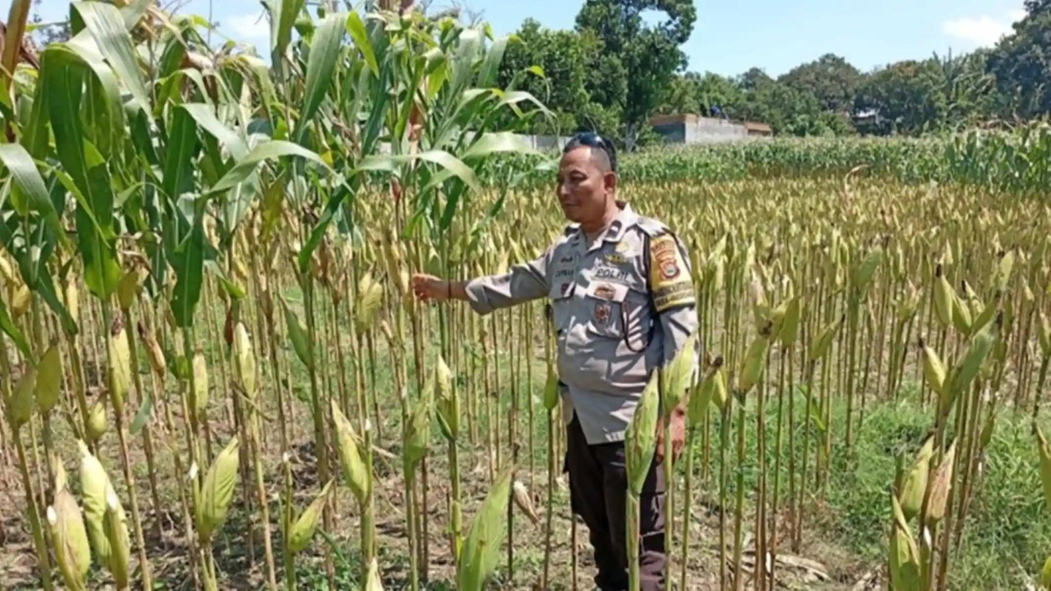 Polri Perkuat Ketahanan Pangan di Desa Merembu