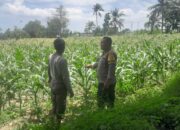 Polsek Labuapi Kawal Swasembada Pangan di Bagik Polak Barat