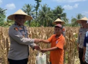 Sinergi Polri dan Petani Sekotong: Wakapolres Lombok Barat Pimpin Langsung Panen Jagung Ruby