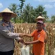 Sinergi Polri dan Petani Sekotong: Wakapolres Lombok Barat Pimpin Langsung Panen Jagung Ruby