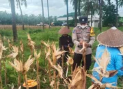 Langkah Nyata Polsek Lembar Kawal Ketahanan Pangan: Turun ke Sawah Dampingi Petani Jagung dan Cabai