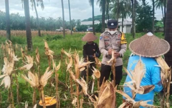 Langkah Nyata Polsek Lembar Kawal Ketahanan Pangan: Turun ke Sawah Dampingi Petani Jagung dan Cabai