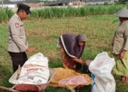 Bhabinkamtibmas Labuapi Turun ke Sawah Bantu Petani Jagung