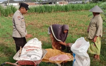 Bhabinkamtibmas Labuapi Turun ke Sawah Bantu Petani Jagung