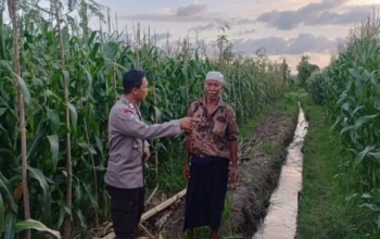 Upaya memperkuat kedaulatan pangan nasional kini semakin masif dilakukan hingga ke tingkat akar rumput. Di Kabupaten Lombok Barat, komitmen ini diwujudkan melalui aksi nyata aparat kepolisian yang terjun langsung ke tengah masyarakat produktif. Langkah ini bukan sekadar menjalankan fungsi pengamanan, melainkan juga peran aktif sebagai fasilitator dan motivator bagi para petani serta peternak lokal. Atmosfer produktivitas menyelimuti Dusun Lemokek Lauk, Desa Babussalam. Kehadiran personel Bhabinkamtibmas Desa Babussalam, Bripka Ketut Sanjaya, di tengah lahan pertanian warga menjadi bukti bahwa Polri hadir sebagai mitra strategis masyarakat. Kegiatan sambang desa dan silaturahmi ini dirancang untuk memastikan stabilitas keamanan sekaligus mendorong kemandirian ekonomi warga melalui sektor agraris. Pendampingan Teknis dan Distribusi Benih Unggul Bripka Ketut Sanjaya tidak hanya datang untuk memantau situasi keamanan dan ketertiban masyarakat (kamtibmas), tetapi juga terlibat langsung dalam aktivitas teknis di lapangan. Berdasarkan pantauan di lokasi, ia tampak mendampingi para petani yang sedang sibuk menyiapkan lahan. Salah satu fokus perhatiannya adalah penggunaan media mulsa alami, sebuah teknik konservasi tanah yang sangat efektif untuk menjaga kelembapan dan kesuburan lahan sebelum memasuki masa tanam. Selain memberikan arahan teknis mengenai persiapan lahan yang optimal, kepolisian juga memberikan dukungan konkret berupa pemberian bantuan paket benih jagung unggul. Bantuan ini diserahkan langsung kepada warga sebagai stimulus agar mereka lebih bersemangat dalam memperluas cakupan lahan produktif. Dengan adanya benih berkualitas, diharapkan hasil panen mendatang dapat meningkat secara signifikan, yang pada gilirannya akan memperkuat stok pangan di tingkat desa. Kapolres Lombok Barat, Polda NTB, AKBP Yasmara Harahap, S.I.K., M.Si., melalui Kapolsek Gerung, AKP Lale Dewi Lungit Tanauran, menegaskan bahwa peran Bhabinkamtibmas saat ini telah bertransformasi untuk mendukung program strategis pemerintah. Pihaknya ingin memastikan bahwa kehadiran polisi di desa memberikan dampak ekonomi yang nyata bagi masyarakat binaan. "Kami menginstruksikan seluruh jajaran Bhabinkamtibmas untuk terus bersinergi dengan warga, khususnya di sektor pertanian dan peternakan. Kami ingin Polri hadir bukan hanya untuk menjaga keamanan, tetapi juga menjadi penggerak ketahanan pangan nasional. Melalui pendampingan ini, diharapkan masyarakat merasa didukung dalam mengelola sumber daya alam yang mereka miliki," ujar AKP Lale Dewi Lungit Tanauran dalam keterangannya. Mengoptimalkan Lahan Pekarangan untuk Kemandirian Keluarga Selain fokus pada lahan pertanian luas, pihak kepolisian juga memberikan edukasi mengenai pemanfaatan lahan sempit di sekitar tempat tinggal. Dalam interaksi yang berlangsung hangat dan humanis, Bripka Ketut Sanjaya mengajak warga untuk lebih kreatif dalam mengelola pekarangan rumah mereka. Menurutnya, lahan pekarangan memiliki potensi besar jika ditanami dengan berbagai komoditas pangan bergizi seperti sayur-mayur atau tanaman obat keluarga (TOGA). Upaya ini ditekankan sebagai langkah strategis untuk memenuhi kebutuhan pangan rumah tangga secara mandiri. Dengan memanfaatkan setiap jengkal tanah yang ada, warga diharapkan tidak lagi bergantung sepenuhnya pada pasar untuk memenuhi kebutuhan dapur sehari-hari. Hal ini dianggap sebagai solusi cerdas dalam menghadapi fluktuasi harga pangan yang seringkali membebani ekonomi keluarga. Komitmen Berkelanjutan untuk Kedaulatan Pangan Kegiatan sambang di Dusun Lemokek Lauk ini merupakan bagian dari komitmen berkelanjutan Polres Lombok Barat dalam mengawal stabilitas ekonomi dari level terbawah. Koordinasi yang intensif antara petugas dan warga menjadi kunci utama dalam menjaga semangat produktivitas. Selain memberikan motivasi di bidang pertanian, kepolisian juga menitipkan pesan agar para peternak lokal tetap konsisten dalam merawat hewan ternak mereka, mengingat sektor peternakan adalah pilar penting lainnya dalam struktur ekonomi pedesaan. Melalui pendekatan yang persuasif dan edukatif, Polri berharap sinergitas dengan masyarakat Desa Babussalam terus kokoh. Keberhasilan program ketahanan pangan sangat bergantung pada kolaborasi aktif antara aparat keamanan, pemerintah desa, dan para petani. Dengan terpeliharanya stabilitas kamtibmas dan terjaganya produktivitas lahan, kedaulatan pangan yang berkelanjutan di wilayah Lombok Barat bukan lagi sekadar harapan, melainkan sebuah realitas yang tengah diperjuangkan bersama.