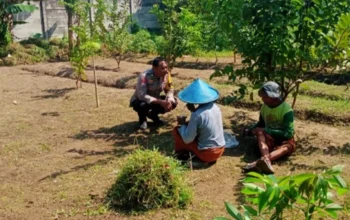 Dukung Swasembada, Polsek Labuapi Dampingi Petani Karang Bongkot