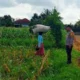 Kawal Petani di Ladang Jagung, Langkah Nyata Polres Lombok Barat Wujudkan Kedaulatan Pangan Nasional