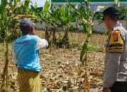 Langkah Nyata Polsek Labuapi Perkuat Ketahanan Pangan: Ajak Warga Sulap Pekarangan Jadi Kebun Produktif