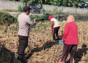 Lombok Barat, NTB – Komitmen Polri dalam mendukung agenda nasional pemerintah di sektor ketahanan pangan terus diperkuat hingga ke level akar rumput, termasuk di wilayah Desa Karang Bongkot. Pada Senin (2/3), jajaran Polsek Labuapi melalui Bhabinkamtibmas melaksanakan aksi nyata dengan melakukan sambang kewilayahan langsung ke area pertanian warga. Langkah ini diambil guna memastikan produktivitas lahan tetap terjaga serta memberikan motivasi berkelanjutan bagi para petani setempat. Kegiatan yang berlangsung di tengah hamparan lahan pertanian Desa Karang Bongkot ini bukan sekadar kunjungan formalitas. Kehadiran personel kepolisian di tengah ladang menjadi simbol kehadiran negara dalam mengawal kemandirian ekonomi masyarakat melalui sektor agraris yang menjadi tulang punggung wilayah tersebut. Upaya Mendorong Produktivitas Lahan Berkelanjutan di Desa Karang Bongkot Berdasarkan pantauan di lokasi, petugas kepolisian yang mengenakan seragam dinas lengkap tampak membaur dengan para petani yang tengah sibuk beraktivitas. Di antara sisa-sisa batang tanaman pasca-panen, terjadi dialog interaktif yang hangat antara aparat dan warga. Para petani yang membawa perlengkapan kerja seperti keranjang dan wadah kecil menyambut baik kehadiran petugas yang memberikan arahan terkait optimalisasi pengolahan tanah di area Desa Karang Bongkot. Pemerintah saat ini memang tengah menggencarkan program ketahanan pangan sebagai fondasi stabilitas ekonomi nasional. Dalam konteks lokal, peran Bhabinkamtibmas menjadi krusial sebagai jembatan informasi dan motivator bagi masyarakat agar lahan yang tersedia tidak dibiarkan tidur, melainkan dikelola secara produktif dan berkelanjutan. Kapolres Lombok Barat, Polda NTB, AKBP Yasmara Harahap, S.I.K., M.Si., melalui Kapolsek Labuapi, Iptu I Nyoman Rudi Santosa, menegaskan bahwa kehadiran Polri di sektor pertanian merupakan instruksi langsung untuk menyukseskan swasembada pangan. “Kami mengarahkan seluruh personel, khususnya Bhabinkamtibmas, untuk terus melekat dengan masyarakat petani. Tujuannya jelas, yakni memberikan pendampingan moral dan memastikan setiap potensi lahan di wilayah hukum kami dapat dimanfaatkan secara maksimal guna memperkuat ketersediaan pangan di tingkat desa,” ujar Iptu I Nyoman Rudi Santosa saat memberikan keterangan resminya. Membangun Kemandirian Ekonomi dari Tingkat Desa Lebih lanjut, Iptu I Nyoman Rudi Santosa menjelaskan bahwa ketahanan pangan yang kuat di tingkat desa akan berdampak langsung pada kesejahteraan keluarga, terutama bagi penduduk di Desa Karang Bongkot. Dengan hasil tani yang dikelola dengan manajemen yang baik, masyarakat diharapkan mampu memenuhi kebutuhan pokok secara mandiri bahkan meningkatkan pendapatan ekonomi keluarga. Dalam dialog tersebut, petugas juga menekankan pentingnya inovasi dalam bertani agar sisa lahan pasca-panen dapat segera diolah kembali untuk komoditas berikutnya. Kehadiran kendaraan dinas Polri yang terparkir di pinggir area persawahan menjadi bukti bahwa kepolisian siap menjangkau pelosok lahan demi memastikan program pendampingan di Desa Karang Bongkot ini berjalan secara maksimal dan menyeluruh. “Kami ingin para petani merasa didukung. Bukan hanya soal teknis di lapangan, tapi juga kepastian bahwa situasi keamanan tetap kondusif sehingga mereka bisa fokus dalam menggarap lahan dengan tenang,” tambah Kapolsek Labuapi tersebut. Respons Positif dan Komitmen Pengawalan Berkelanjutan Kegiatan sambang kewilayahan ini mendapatkan respons yang sangat positif dari para petani di Desa Karang Bongkot. Mereka mengaku merasa diperhatikan dengan adanya kunjungan rutin dari pihak kepolisian yang tidak segan untuk turun langsung ke area berlumpur demi berdiskusi mengenai kendala dan harapan para petani di lapangan. Respons positif ini menjadi energi tambahan bagi jajaran Polsek Labuapi untuk terus konsisten melakukan pengawalan. Ke depannya, Polri berkomitmen untuk tidak hanya memberikan motivasi, tetapi juga membantu memfasilitasi komunikasi antara petani dengan pihak terkait jika ditemukan kendala dalam ketersediaan pupuk maupun sarana produksi pertanian lainnya. Dengan sinergi yang kuat antara aparat kepolisian dan kelompok tani, diharapkan struktur ketahanan pangan di wilayah Lombok Barat, khususnya di Kecamatan Labuapi, semakin kokoh. Upaya ini menjadi bagian dari kontribusi nyata Polri dalam mendukung agenda besar pemerintah untuk menjadikan Indonesia sebagai bangsa yang mandiri secara pangan, dimulai dari penguatan di setiap desa seperti Desa Karang Bongkot.