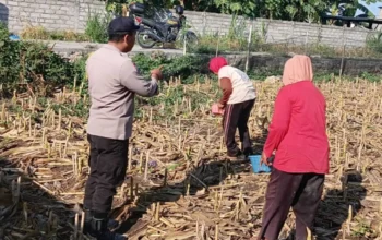 Lombok Barat, NTB – Komitmen Polri dalam mendukung agenda nasional pemerintah di sektor ketahanan pangan terus diperkuat hingga ke level akar rumput, termasuk di wilayah Desa Karang Bongkot. Pada Senin (2/3), jajaran Polsek Labuapi melalui Bhabinkamtibmas melaksanakan aksi nyata dengan melakukan sambang kewilayahan langsung ke area pertanian warga. Langkah ini diambil guna memastikan produktivitas lahan tetap terjaga serta memberikan motivasi berkelanjutan bagi para petani setempat. Kegiatan yang berlangsung di tengah hamparan lahan pertanian Desa Karang Bongkot ini bukan sekadar kunjungan formalitas. Kehadiran personel kepolisian di tengah ladang menjadi simbol kehadiran negara dalam mengawal kemandirian ekonomi masyarakat melalui sektor agraris yang menjadi tulang punggung wilayah tersebut. Upaya Mendorong Produktivitas Lahan Berkelanjutan di Desa Karang Bongkot Berdasarkan pantauan di lokasi, petugas kepolisian yang mengenakan seragam dinas lengkap tampak membaur dengan para petani yang tengah sibuk beraktivitas. Di antara sisa-sisa batang tanaman pasca-panen, terjadi dialog interaktif yang hangat antara aparat dan warga. Para petani yang membawa perlengkapan kerja seperti keranjang dan wadah kecil menyambut baik kehadiran petugas yang memberikan arahan terkait optimalisasi pengolahan tanah di area Desa Karang Bongkot. Pemerintah saat ini memang tengah menggencarkan program ketahanan pangan sebagai fondasi stabilitas ekonomi nasional. Dalam konteks lokal, peran Bhabinkamtibmas menjadi krusial sebagai jembatan informasi dan motivator bagi masyarakat agar lahan yang tersedia tidak dibiarkan tidur, melainkan dikelola secara produktif dan berkelanjutan. Kapolres Lombok Barat, Polda NTB, AKBP Yasmara Harahap, S.I.K., M.Si., melalui Kapolsek Labuapi, Iptu I Nyoman Rudi Santosa, menegaskan bahwa kehadiran Polri di sektor pertanian merupakan instruksi langsung untuk menyukseskan swasembada pangan. “Kami mengarahkan seluruh personel, khususnya Bhabinkamtibmas, untuk terus melekat dengan masyarakat petani. Tujuannya jelas, yakni memberikan pendampingan moral dan memastikan setiap potensi lahan di wilayah hukum kami dapat dimanfaatkan secara maksimal guna memperkuat ketersediaan pangan di tingkat desa,” ujar Iptu I Nyoman Rudi Santosa saat memberikan keterangan resminya. Membangun Kemandirian Ekonomi dari Tingkat Desa Lebih lanjut, Iptu I Nyoman Rudi Santosa menjelaskan bahwa ketahanan pangan yang kuat di tingkat desa akan berdampak langsung pada kesejahteraan keluarga, terutama bagi penduduk di Desa Karang Bongkot. Dengan hasil tani yang dikelola dengan manajemen yang baik, masyarakat diharapkan mampu memenuhi kebutuhan pokok secara mandiri bahkan meningkatkan pendapatan ekonomi keluarga. Dalam dialog tersebut, petugas juga menekankan pentingnya inovasi dalam bertani agar sisa lahan pasca-panen dapat segera diolah kembali untuk komoditas berikutnya. Kehadiran kendaraan dinas Polri yang terparkir di pinggir area persawahan menjadi bukti bahwa kepolisian siap menjangkau pelosok lahan demi memastikan program pendampingan di Desa Karang Bongkot ini berjalan secara maksimal dan menyeluruh. “Kami ingin para petani merasa didukung. Bukan hanya soal teknis di lapangan, tapi juga kepastian bahwa situasi keamanan tetap kondusif sehingga mereka bisa fokus dalam menggarap lahan dengan tenang,” tambah Kapolsek Labuapi tersebut. Respons Positif dan Komitmen Pengawalan Berkelanjutan Kegiatan sambang kewilayahan ini mendapatkan respons yang sangat positif dari para petani di Desa Karang Bongkot. Mereka mengaku merasa diperhatikan dengan adanya kunjungan rutin dari pihak kepolisian yang tidak segan untuk turun langsung ke area berlumpur demi berdiskusi mengenai kendala dan harapan para petani di lapangan. Respons positif ini menjadi energi tambahan bagi jajaran Polsek Labuapi untuk terus konsisten melakukan pengawalan. Ke depannya, Polri berkomitmen untuk tidak hanya memberikan motivasi, tetapi juga membantu memfasilitasi komunikasi antara petani dengan pihak terkait jika ditemukan kendala dalam ketersediaan pupuk maupun sarana produksi pertanian lainnya. Dengan sinergi yang kuat antara aparat kepolisian dan kelompok tani, diharapkan struktur ketahanan pangan di wilayah Lombok Barat, khususnya di Kecamatan Labuapi, semakin kokoh. Upaya ini menjadi bagian dari kontribusi nyata Polri dalam mendukung agenda besar pemerintah untuk menjadikan Indonesia sebagai bangsa yang mandiri secara pangan, dimulai dari penguatan di setiap desa seperti Desa Karang Bongkot.