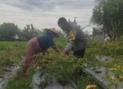 Aksi Bhabinkamtibmas Desa Kuranji Dalang Dampingi Petani NTB