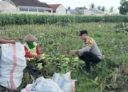 Aksi Nyata Polri di Lombok Barat: Dampingi Petani Panen Jagung untuk Perkuat Swasembada Pangan