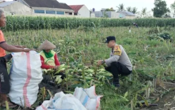 Aksi Nyata Polri di Lombok Barat: Dampingi Petani Panen Jagung untuk Perkuat Swasembada Pangan
