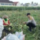 Aksi Nyata Polri di Lombok Barat: Dampingi Petani Panen Jagung untuk Perkuat Swasembada Pangan