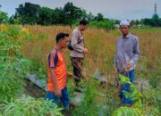Polres Lombok Barat Dorong Diversifikasi Pangan, Warga Desa Perampuan Jaga Stabilitas Ekonomi Lewat Pertanian Terpadu