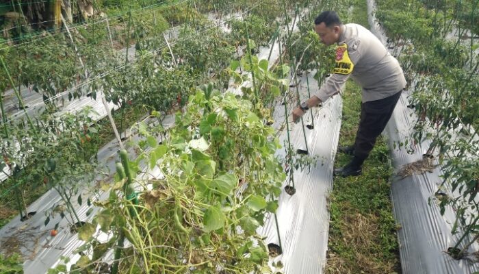 Bhabinkamtibmas Desa Masbagik Selatan Cek Lahan Ketahanan Pangan Bergizi di Tanak Malit Utara